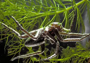 Arachnid Prints: Fishing Spider