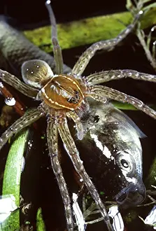 Fishing Prints: Fishing Spider feeding on a fish