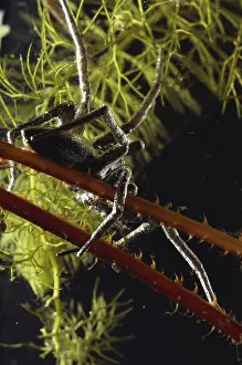 Fishing Prints: Fishing Spider Underwater