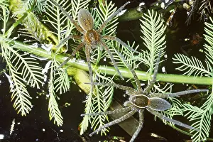 Fishing Prints: Fishing Spiders