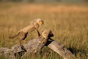 Specie Prints: Five-month-old Cheetah cubs