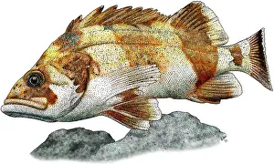 Flag Prints: Flag Rockfish