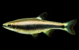 Shiner Prints: Flagfin Shiner (Pteronotropis signipinnis)