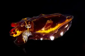 Cephalopod Prints: Flamboyant Cuttlefish