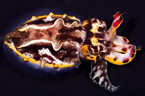 Cephalopod Prints: Flamboyant Cuttlefish