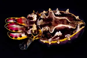 Coloration Prints: Flamboyant Cuttlefish