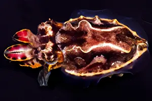 Coloration Prints: Flamboyant Cuttlefish