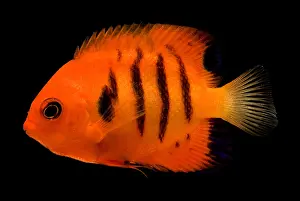 Orange Prints: Flame Angelfish
