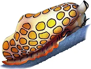 Molluscks Prints: Flamingo tongue snail
