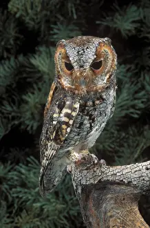 Birds Prints: Flammulated Owl