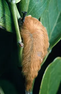 Toxic Prints: Flannel Moth Larva