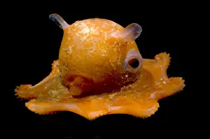 Flapjack Octopus