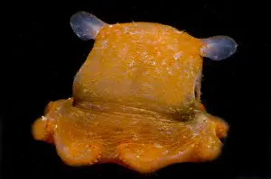 Flapjack Octopus