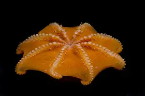 Octopodes Prints: Flapjack Octopus