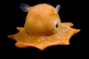 Octopodes Prints: Flapjack Octopus