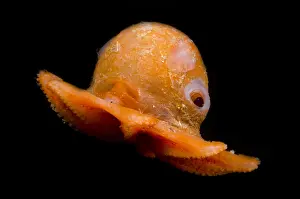 Octopodes Prints: Flapjack Octopus