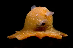 Bizarre Prints: Flapjack Octopus