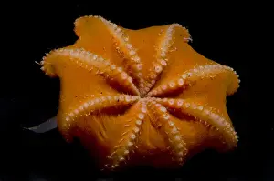 Bizarre Prints: Flapjack Octopus