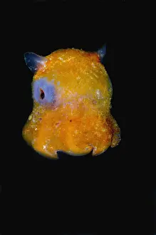 Bizarre Prints: Flapjack Octopus
