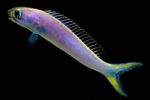 Chameleon Prints: Flashing tilefish