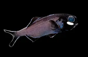 Relationship Prints: Flashlight Fish