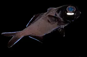 Flashlight Fish