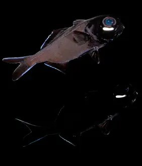 Flashlight Fish