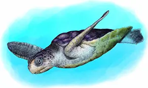 Australian Prints: Flatback Sea Turtle