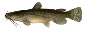 Flathead Catfish
