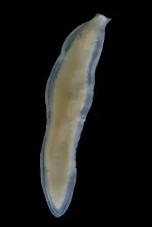 Pigment Prints: Flatworm
