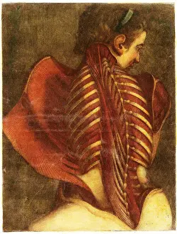 Atlas Prints: The Flayed Angel, dissection of a woman's back muscles