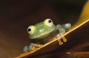 Centrolenella Prints: Fleischmann's Glass Frog