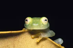 Centrolenella Prints: Fleischmann's Glass Frog