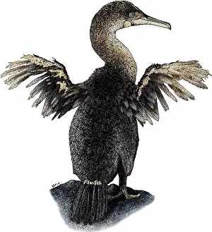 Cormorant Prints: Flightless cormorant