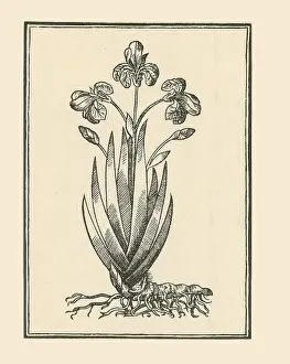 Iris Prints: Florentine Iris, Mattioli's Commentaires