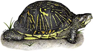 Vertebrata Prints: Florida Box Turtle