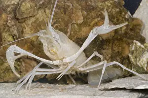 Cambaridae Prints: Florida Cave Crayfish