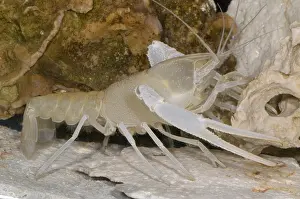 Fish Prints: Florida Cave Crayfish