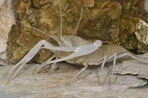 Florida Cave Crayfish