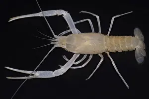 Cave Prints: Florida Cave Crayfish