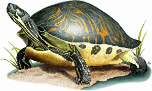 Emydidae Prints: Florida Cooter
