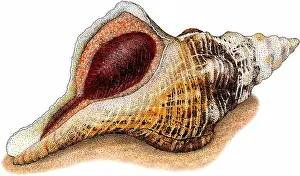 Shells Prints: Florida horse conch