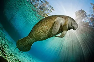Waters Prints: Florida Manatee