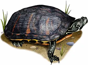 Turtle Prints: Florida red bellied turtle