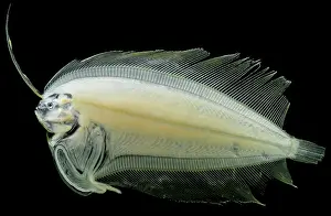 Form Prints: Flounder Larva
