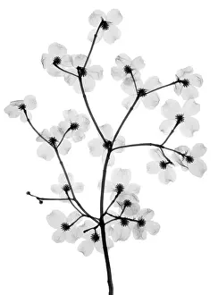 Nature Prints: Flowering Dogwood, X-Ray