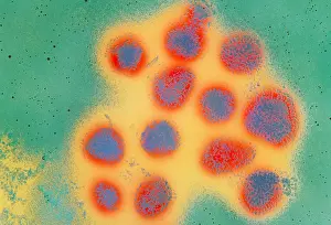 Viruses Prints: Flu virus