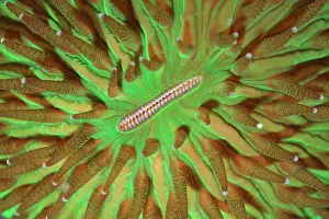 White Prints: Fluorescent Coral
