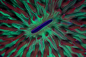 Waters Prints: Fluorescent Coral