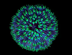 Waters Prints: Fluorescent Coral